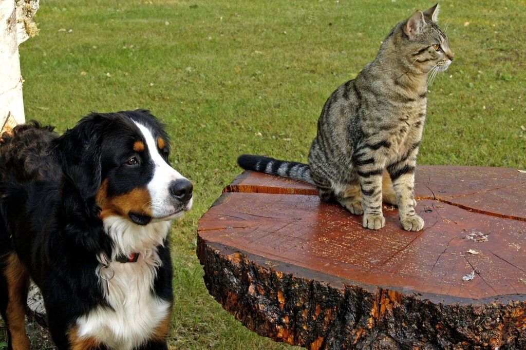 bernese mountain dog, canine, tabby-111878.jpg
