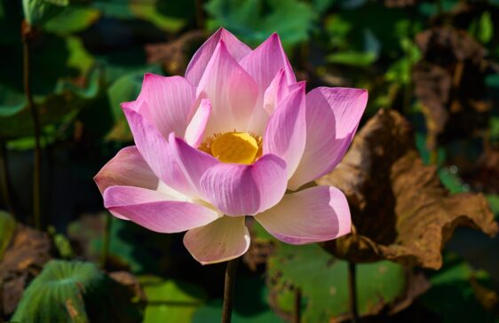 lotus, plant, flower-3047870.jpg