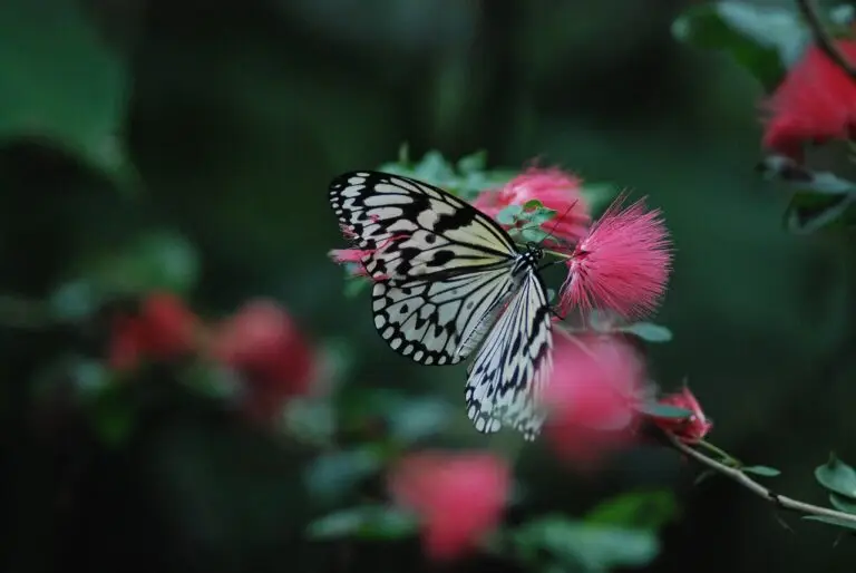 butterfly, insect, flower, nature, plant, feeding, flower wallpaper, thistles, hanging on, garden, beautiful flowers, butterfly, butterfly, butterfly, flower background, butterfly, butterfly-4825321.jpg